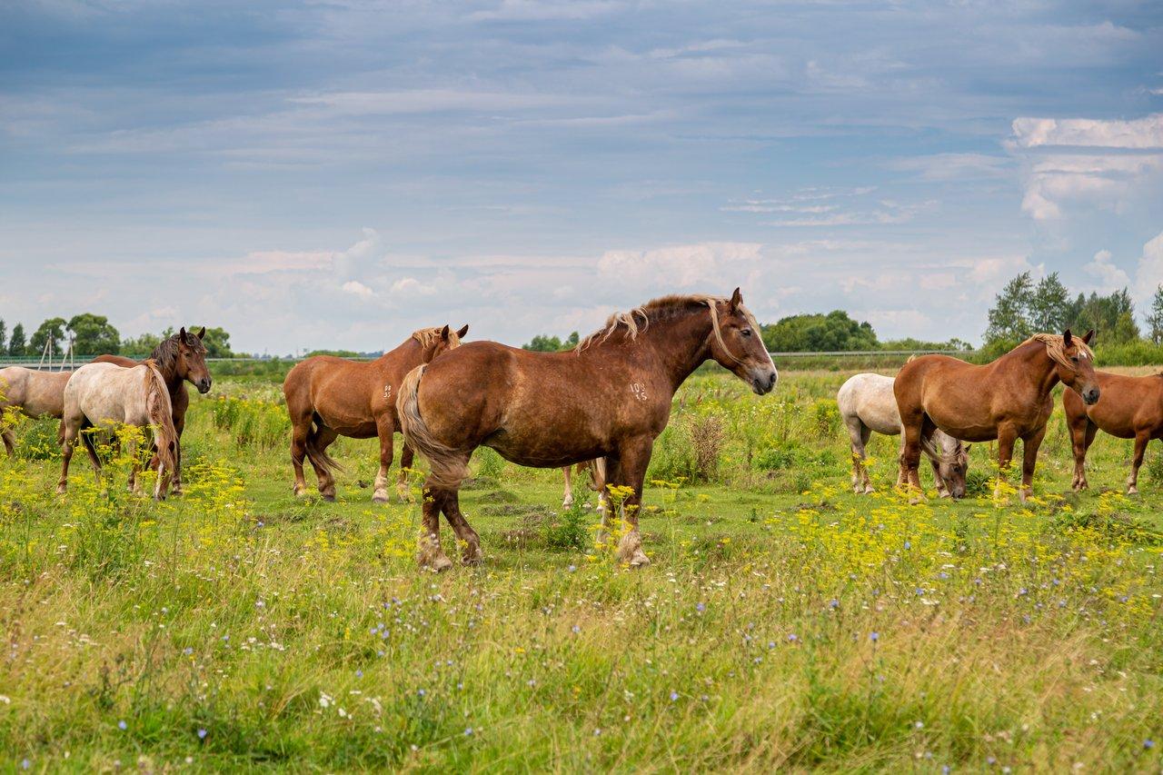 Chevaux Cob normand et Percheron dans un paysage normand verdoyant, symboles emblématiques de la nature et du patrimoine régional.