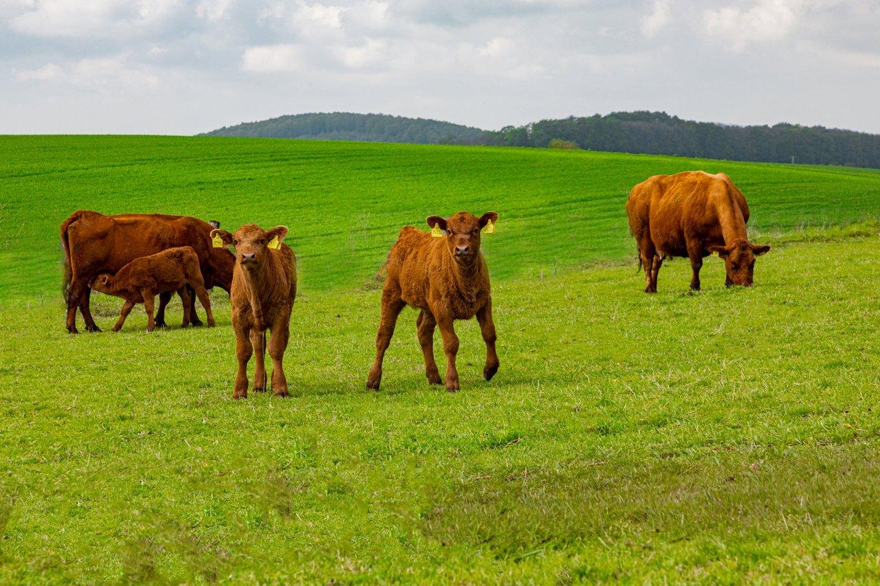 Vaches normandes paisiblement nourries dans une prairie verdoyante typique de la Normandie sous un ciel océanique.